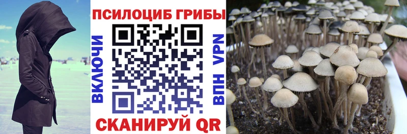 сколько стоит  Палласовка  Псилоцибиновые грибы MAGIC MUSHROOMS 